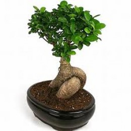 Bonsai de ficus ginseng 3