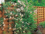 imagen Recubrir muros y cercas con rosales trepadores