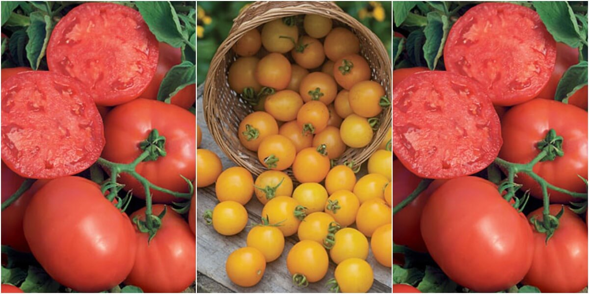 Los mejores tomates para cultivar en maceta