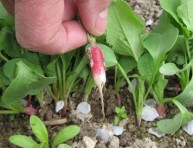 imagen Después de la siembra el aclarado