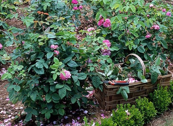 Corta las flores marchitas de tus plantas