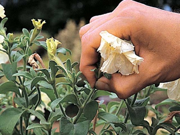 Corta las flores marchitas de tus plantas