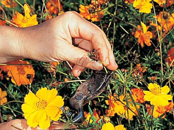 Corta las flores marchitas de tus plantas