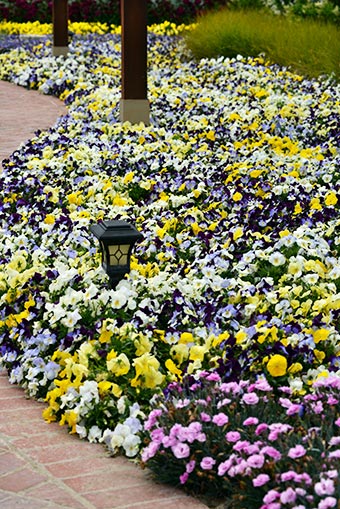 Borduras con pensamientos, petunias y batatas 3