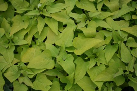 Borduras con pensamientos, petunias y batatas 4