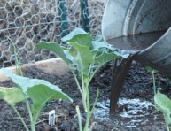 imagen De las virtudes del té de compost