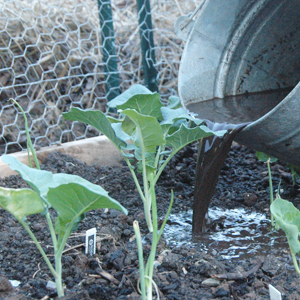 Virtudes del té de compost1