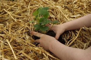 Jardinería para niños1