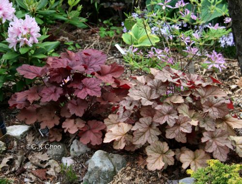 Heucheras 1