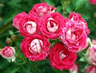 imagen Las rosas cubresuelos o tapizantes