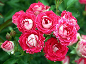 Rosas tapizantes 4