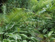 imagen Plantas para lugares sombreados