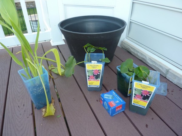 Plantas flotantes en una maceta 1