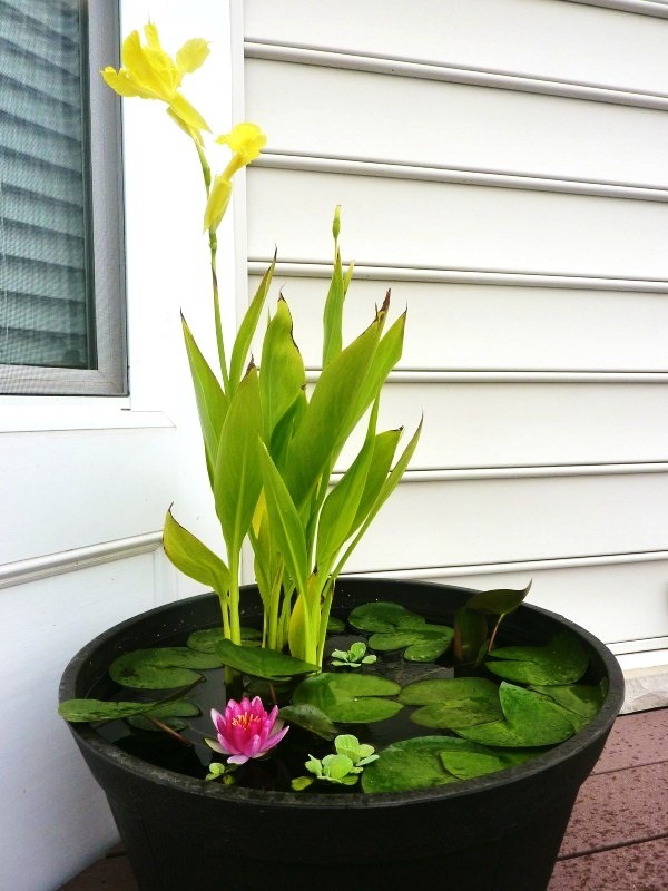 Plantas flotantes en una maceta 4