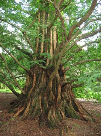 Jardín prehistorico 1