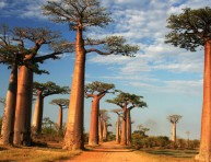 imagen Cómo cultivar un baobab