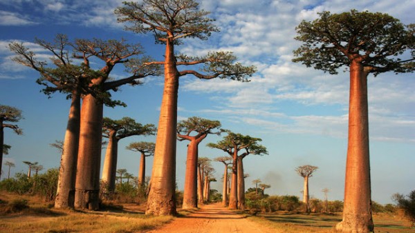 Cultivar un baobab 1