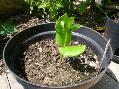 Cultivar un baobab 4