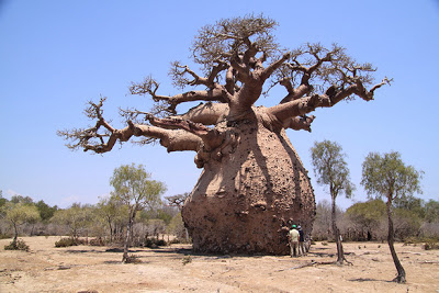 Cultivar un baobab 5