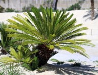 imagen Cómo crear un jardín prehistórico