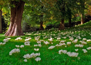 Cólquicos o narcisos de otoño 2