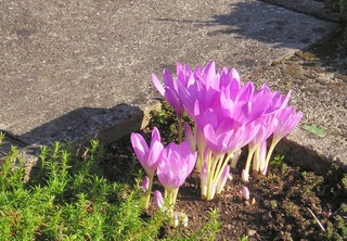 Cólquicos o narcisos de otoño 3