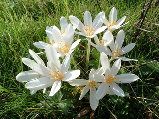 Cólquicos o narcisos de otoño 4