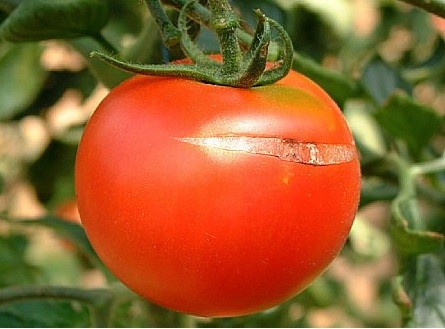 Agrietado o craking del tomate 1