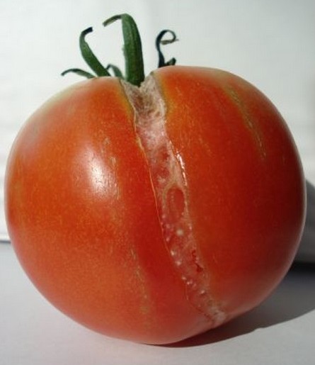 Agrietado o craking del tomate 2