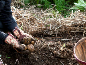 Uso de la paja agrícola en el jardín 5