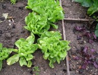 imagen Lechugas para nuestras ensaladas de verano