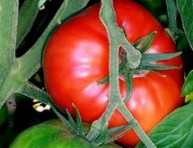 imagen Guardar sus propias semillas de tomate