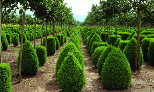 Cinco plantas resistentes a la sequía