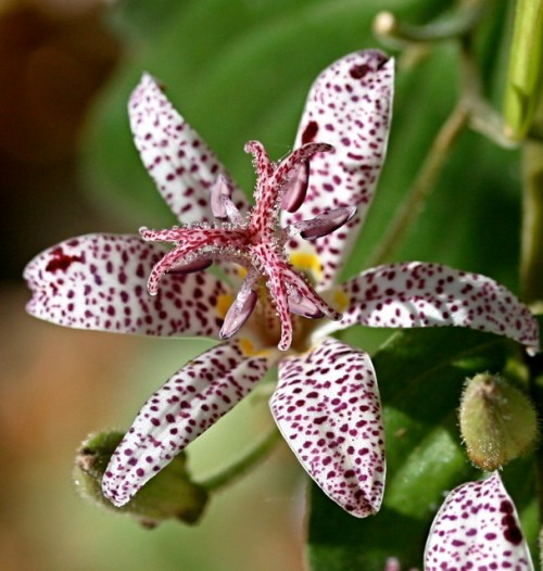 La Tricyrtis hirta 1