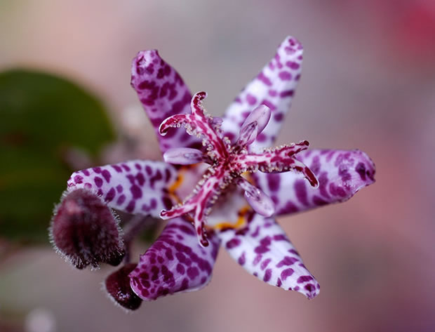 La Tricyrtis hirta 2