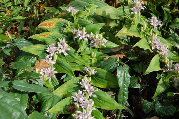 La Tricyrtis hirta 5