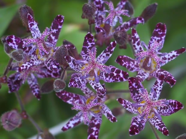 La Tricyrtis hirta 6