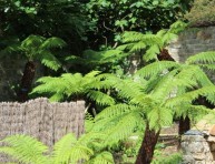 imagen El helecho arborescente australiano