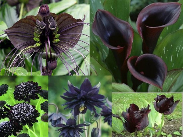 Flores negras para tu jardín