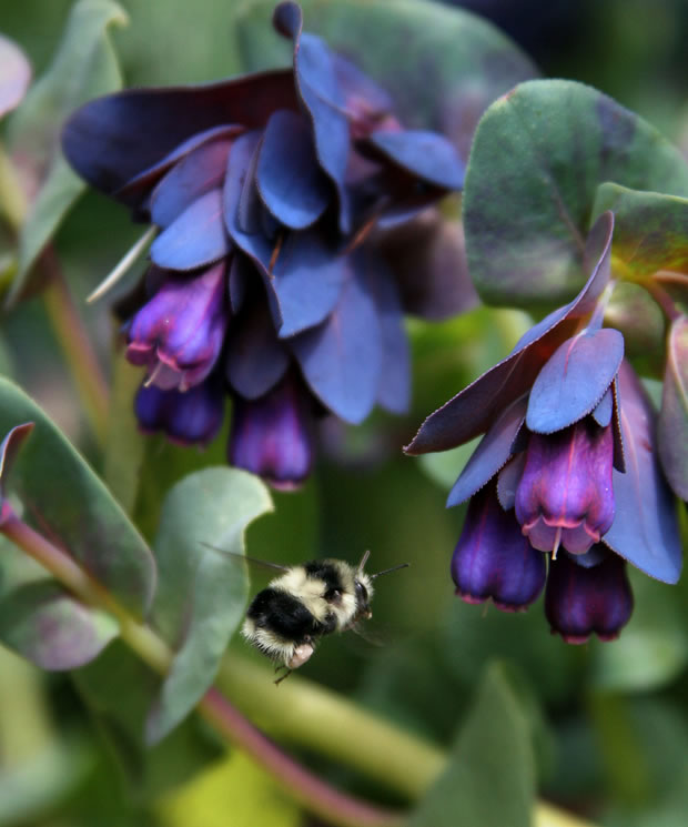 Ceriflor o palomera 5