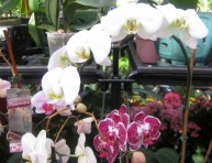 imagen Para iniciarse en el cultivo de orquídeas