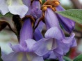 imagen Paulonia imperial, un árbol ornamental