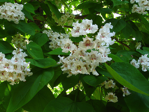 Reproducir la catalpa por semillas 1