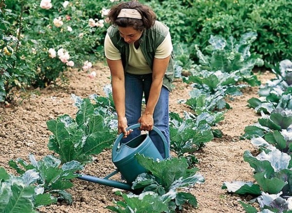 tips-para-prolongar-la-cosecha-de-nuestra-huerta-01