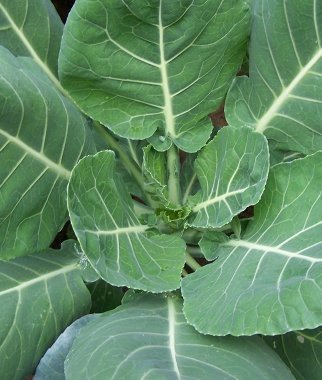 verduras-y-hortalizas-de-otono-05