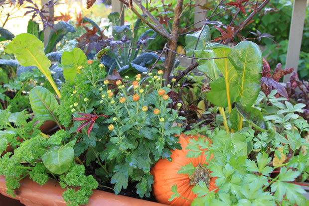 Combinar hortalizas y flores 1