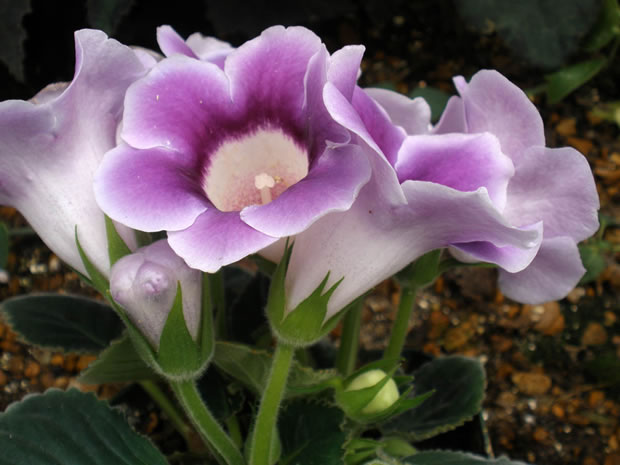 La belleza de la Gloxinia