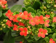 imagen Conoce a la Kalanchoe