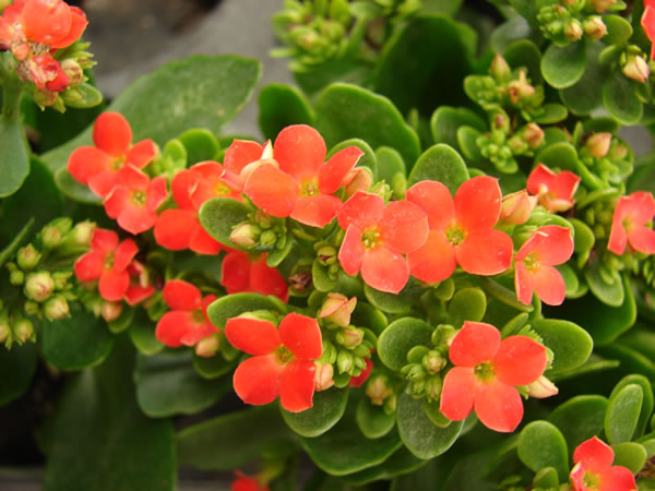 Kalanchoe3