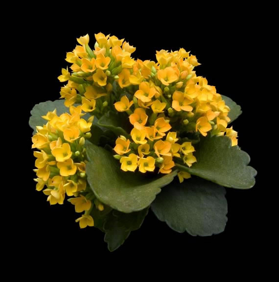 Kalanchoe4